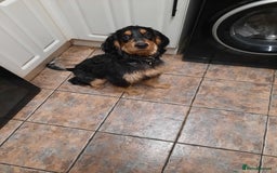 Cocker Spaniel dogs for sale: 6mnth Male Cocker Spaniel - Image 6
