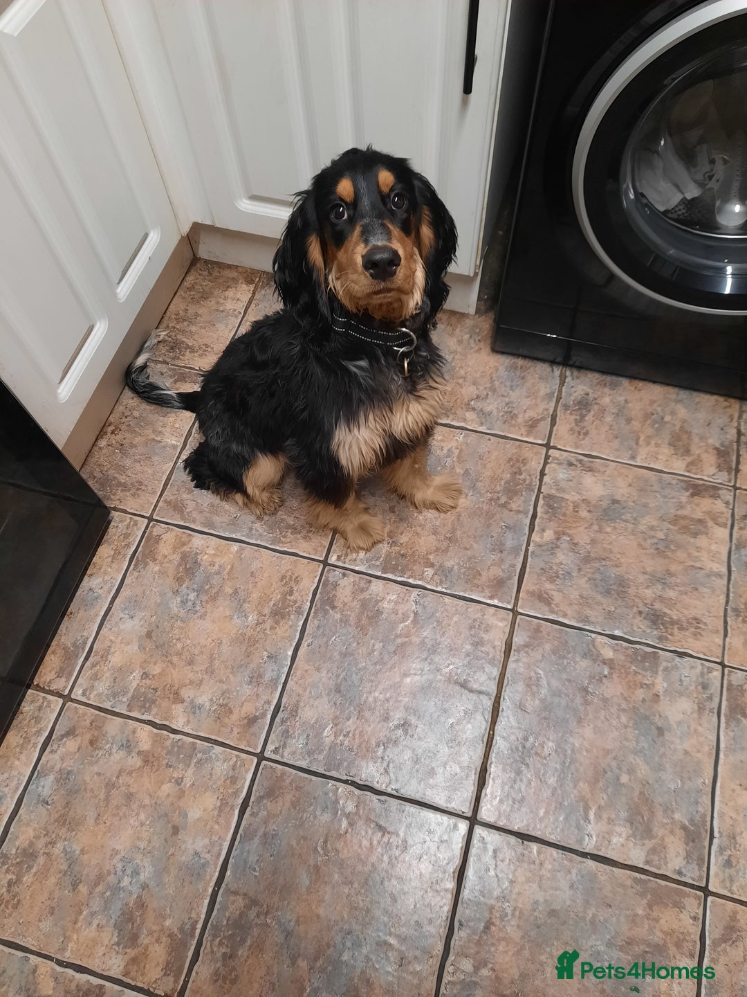 Cocker Spaniel dogs for sale: 6mnth Male Cocker Spaniel - Image 6