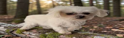 Maltese dogs for sale: Adorable Korean Maltese  - Advert 3