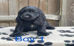 Cocker Spaniel dogs for sale: Cocker spaniel puppies - Image 6