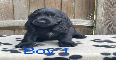 Cocker Spaniel dogs - Advert 11