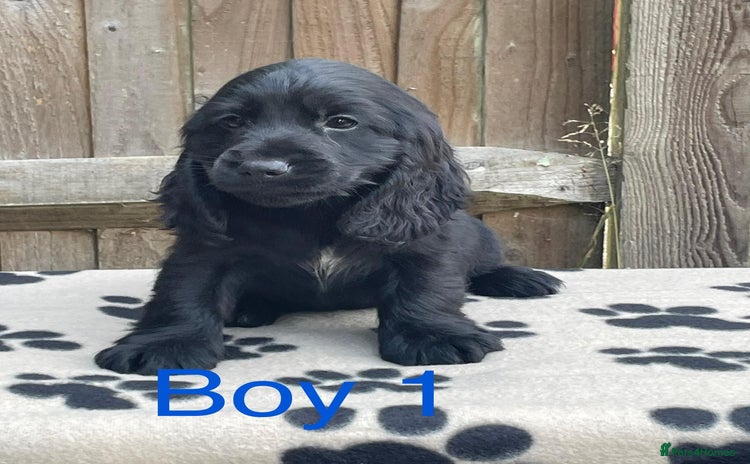 Cocker Spaniel dogs - Advert 9