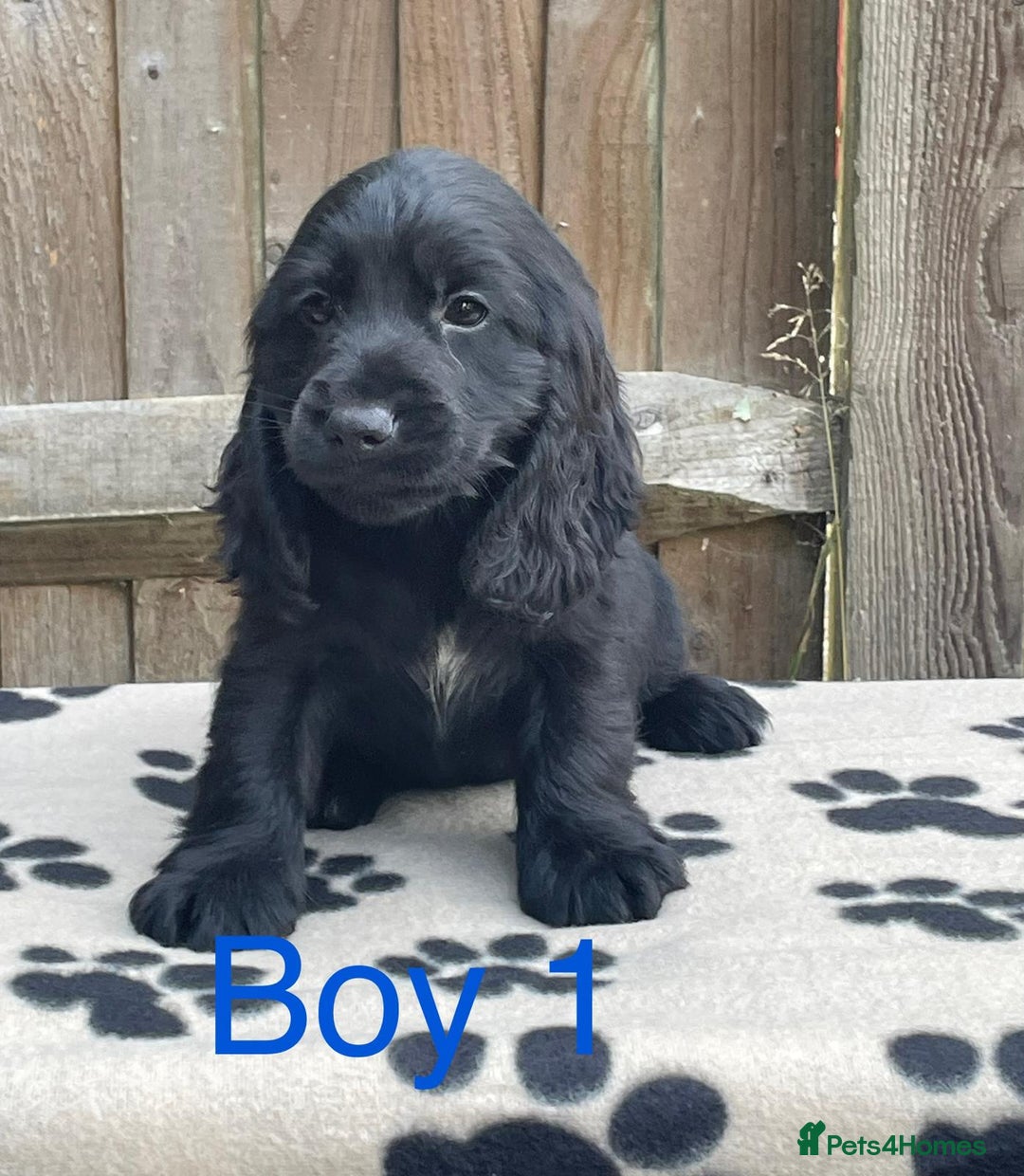 Cocker Spaniel dogs for sale: Cocker spaniel puppies - Image 6