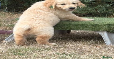 Golden Retriever dogs - Advert 6
