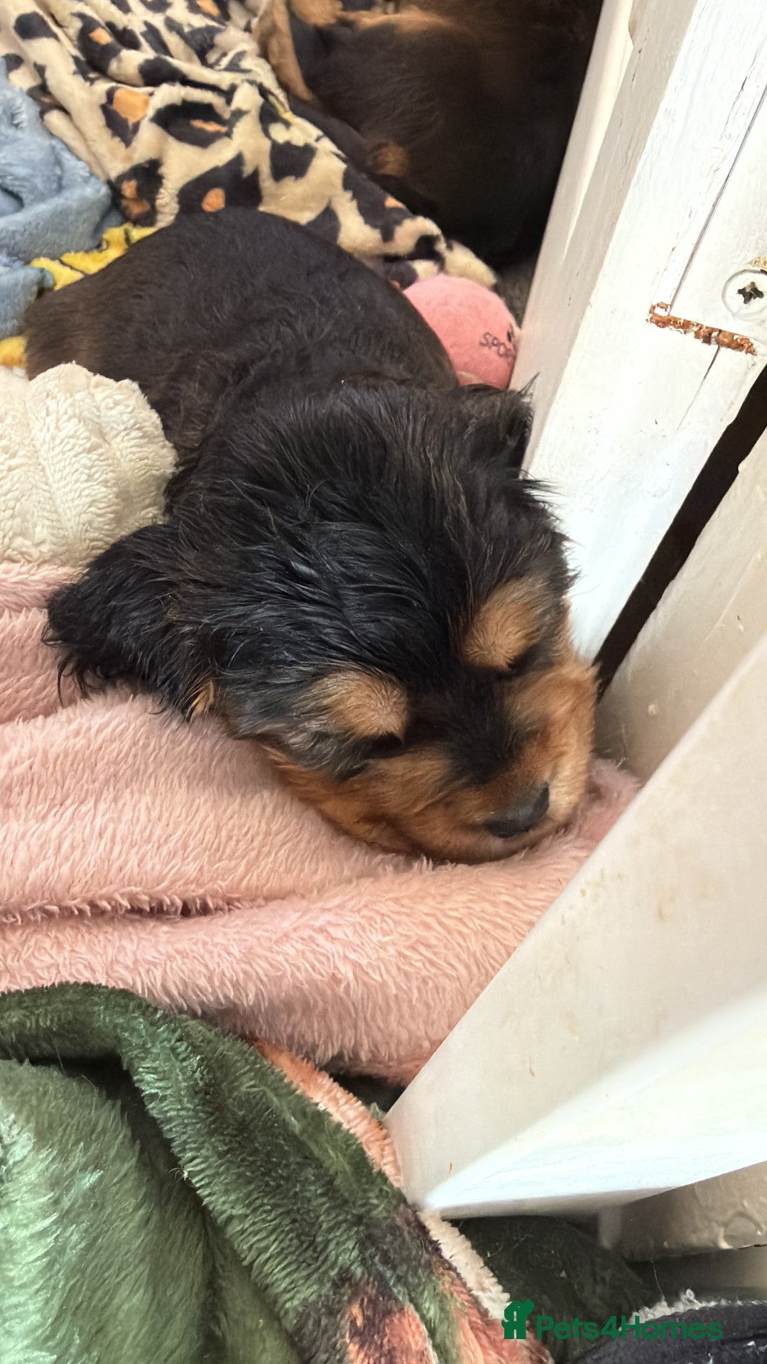 Cocker Spaniel dogs for sale: Gorgeously adorable Show Cocker Spaniels - Advert 33