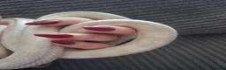 Corn Snake reptiles for sale: Various corn snakes for sale, Snow Tessera & more - Advert 32