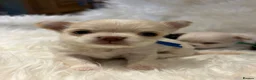 Chihuahua dogs for sale: 🐾 TINY KC registered Chihuahua puppies 🐾 - Advert 21