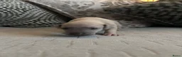 Mixed Breed dogs for sale: Whippet x Italian Greyhound Puppies  - Advert 5
