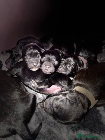 Mixed Breed dogs in Blackpool - Advert 3