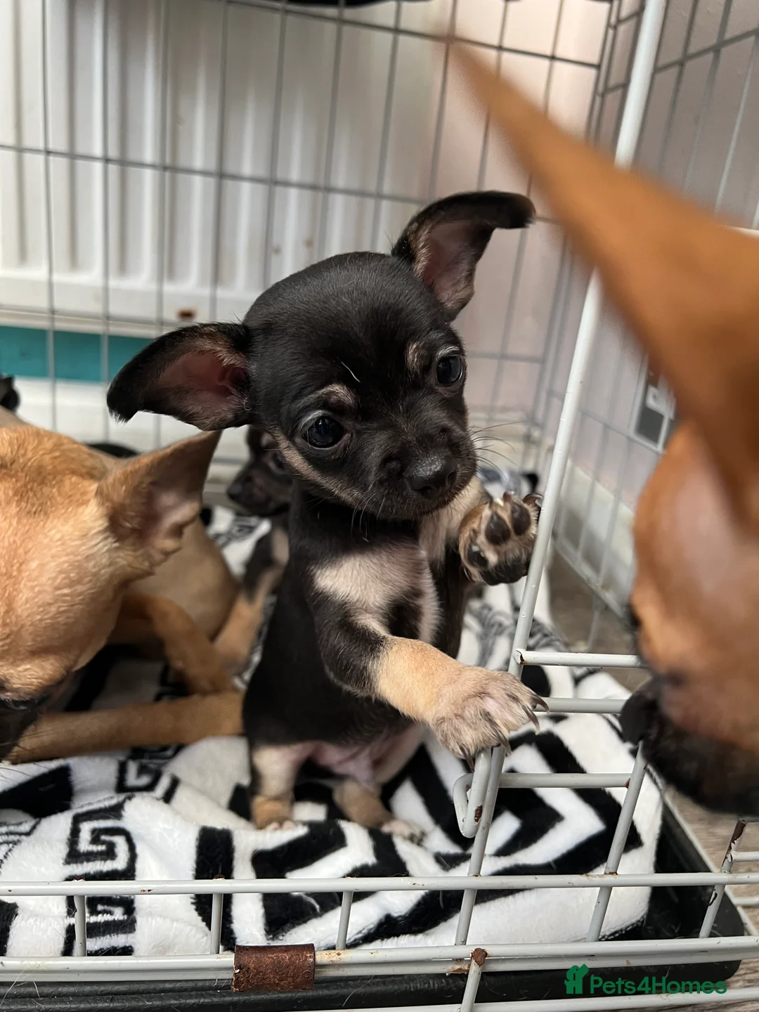 Chihuahua dogs for sale: Full breed chihuahua lovely puppies  - Advert 10
