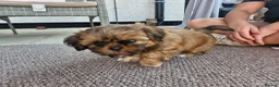 Shih Tzu dogs for sale: Shih-tzu puppy's for sale  - Advert 14