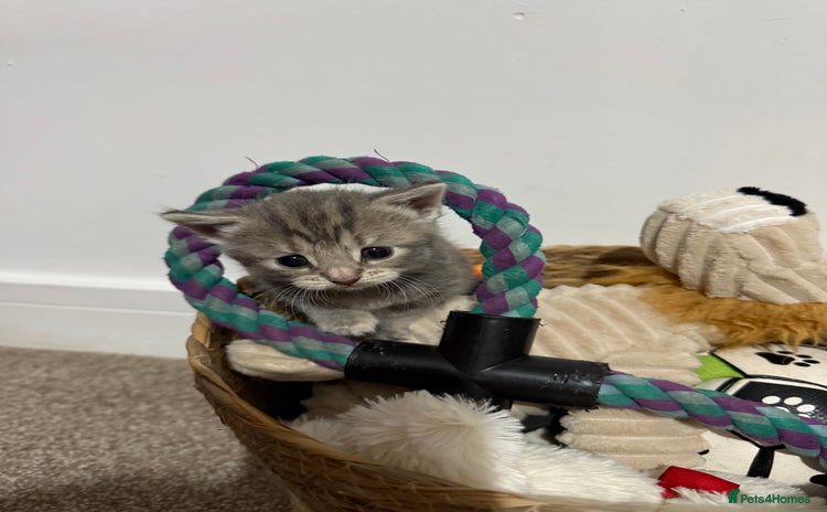 Mixed Breed cats - Advert 1