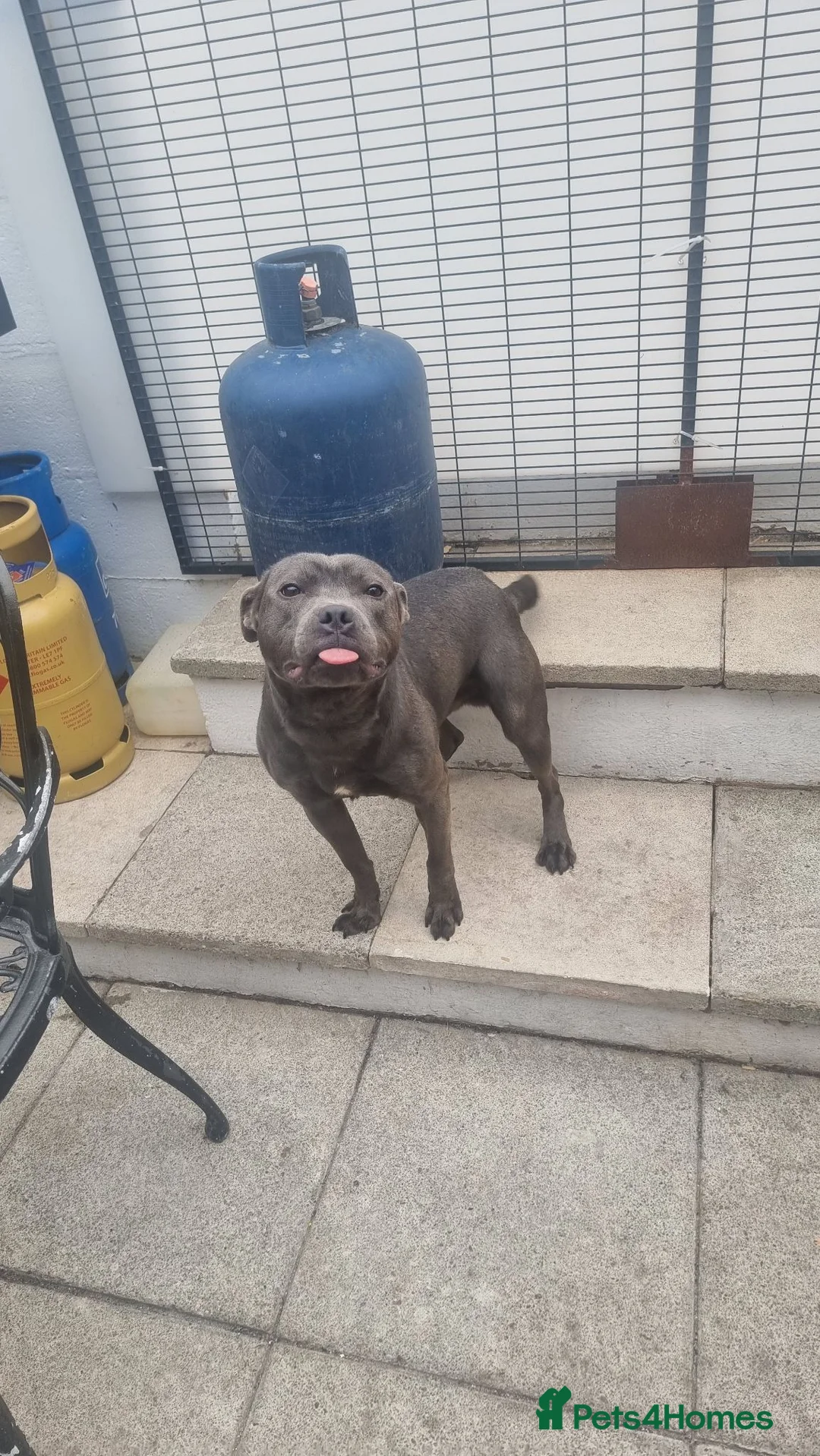 Staffordshire Bull Terrier dogs for sale: Beautiful blue - Advert 1