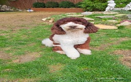 Labradoodle dogs for stud: FULLY HEALTH TESTED MOYEN POODLE STUD! in Kettering - Image 10