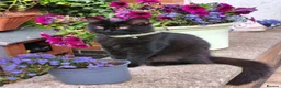 Mixed Breed cats for sale: Kittens - Advert 1
