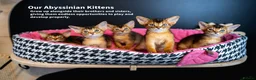Abyssinian cats for sale: Ruddy Abyssinians Kittens-Outstanding Pedigree  - Advert 25