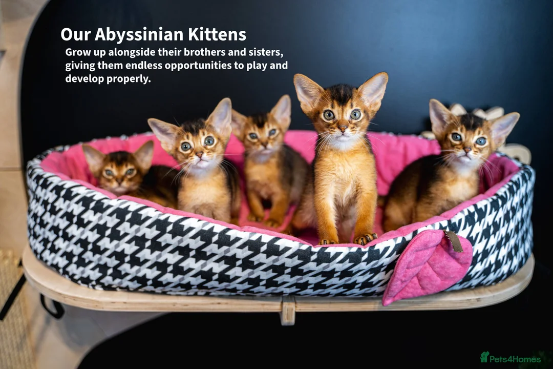 Abyssinian cats for sale: Ruddy Abyssinians Kittens-Outstanding Pedigree  - Advert 25