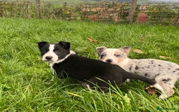 Border Collie dogs for sale: 5 beautiful pups!  - Image 1
