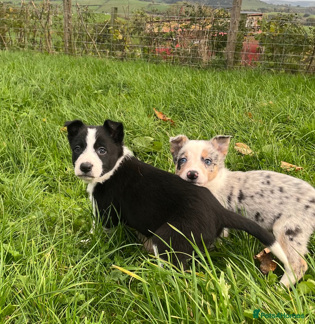 Border Collie dogs for sale: 5 beautiful pups!  - Image 1
