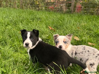 Border Collie dogs for sale - Advert 1