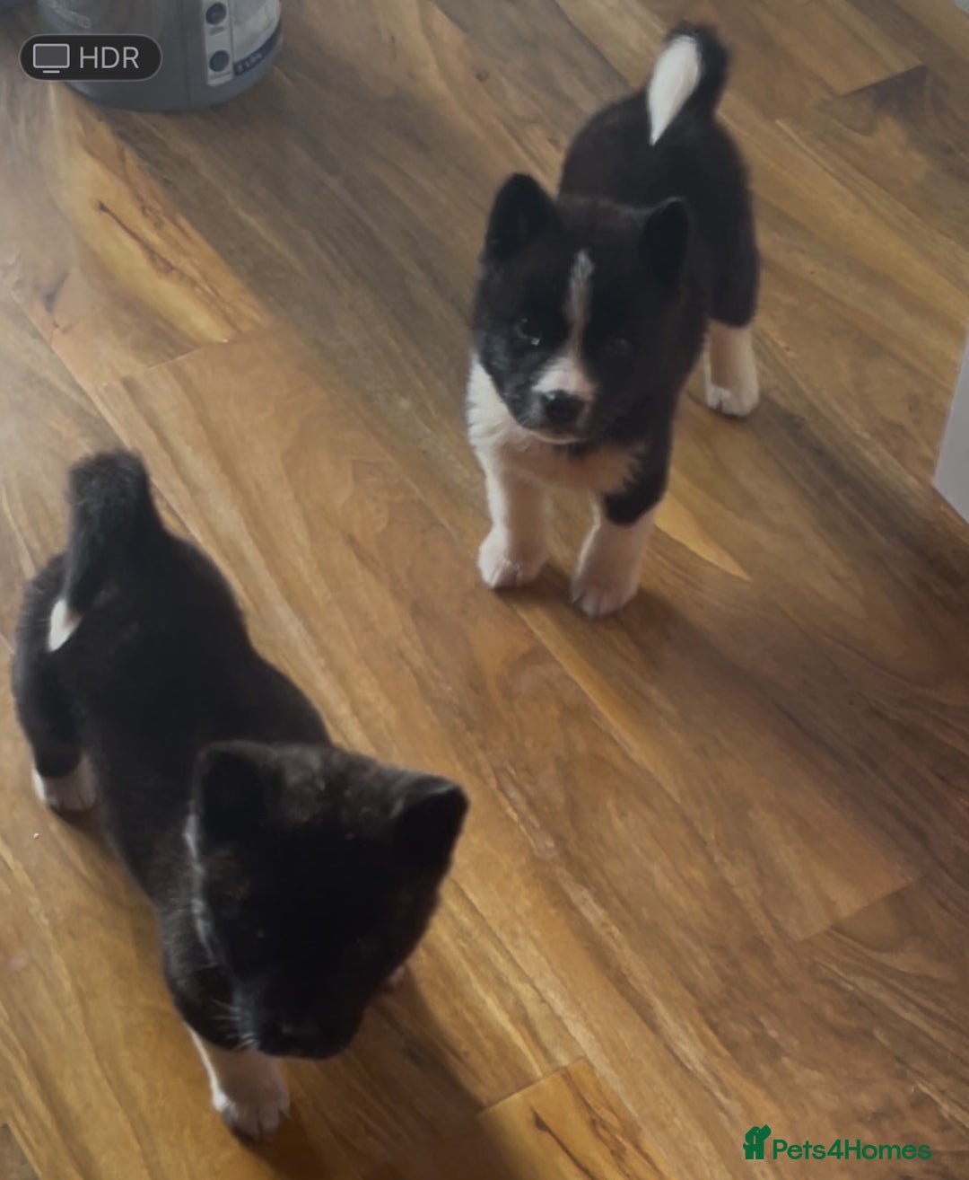 Akita dogs for sale: Stunning American Akita puppy (*LAST 1,  REDUCED*) - Advert 12