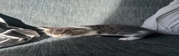 Mixed Breed cats for sale: 5 beautiful black tie/ ragdoll kittens for sale  - Advert 24