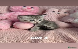 British Shorthair cats for sale: *stunning* silver tabby British short haired  - Image 14
