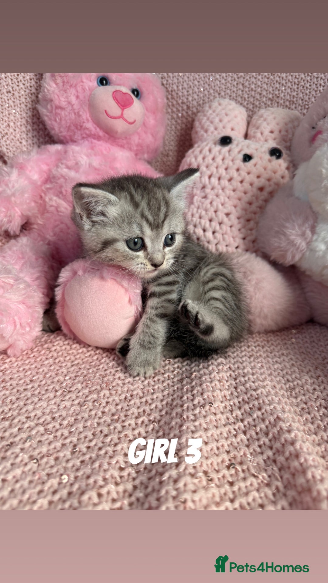 British Shorthair cats for sale: *stunning* silver tabby British short haired  - Image 14