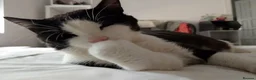 Domestic Shorthair cats for sale: Adorable Jake - Advert 4