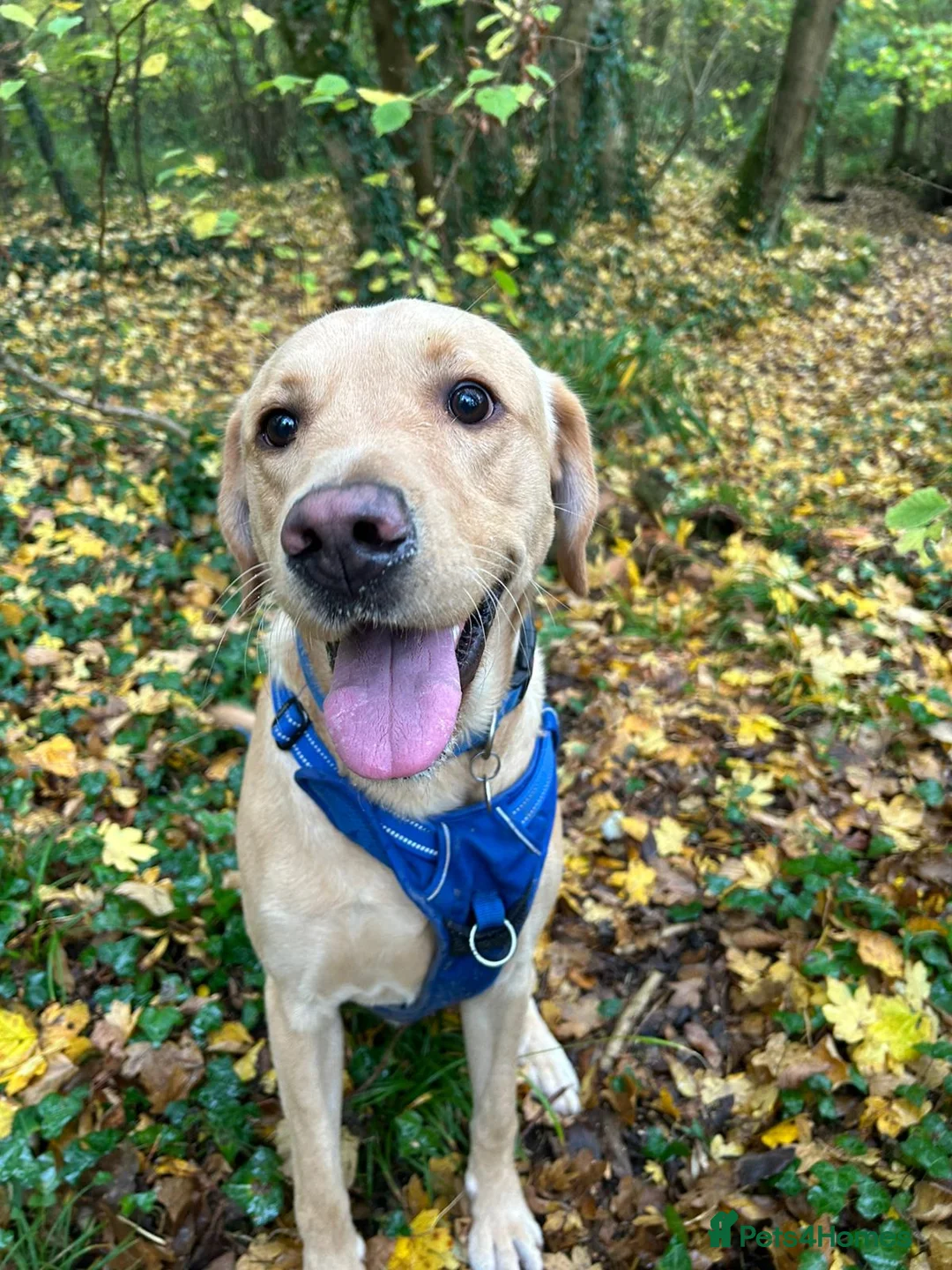 Labrador Retriever dogs for stud: Gorgeous KC Purebred Yellow Labrador For Stud - Advert 21