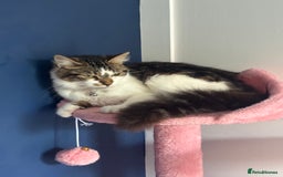Mixed Breed cats for sale: Female kitten 10 months old £30  - Image 4
