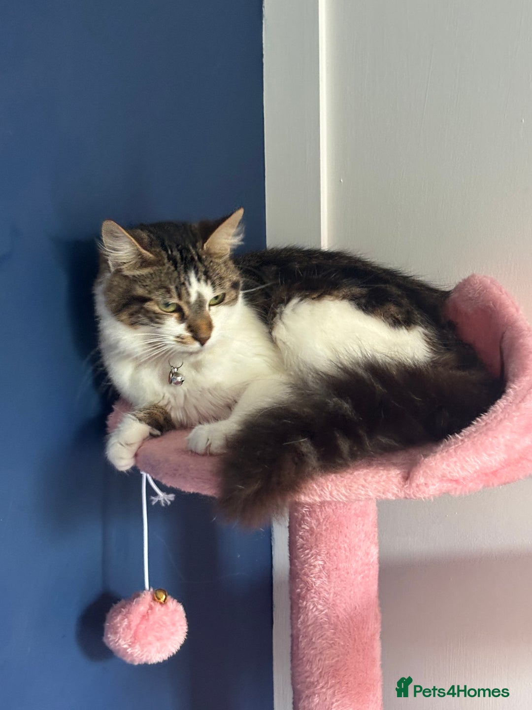 Mixed Breed cats for sale: Female kitten 10 months old £30  - Image 4