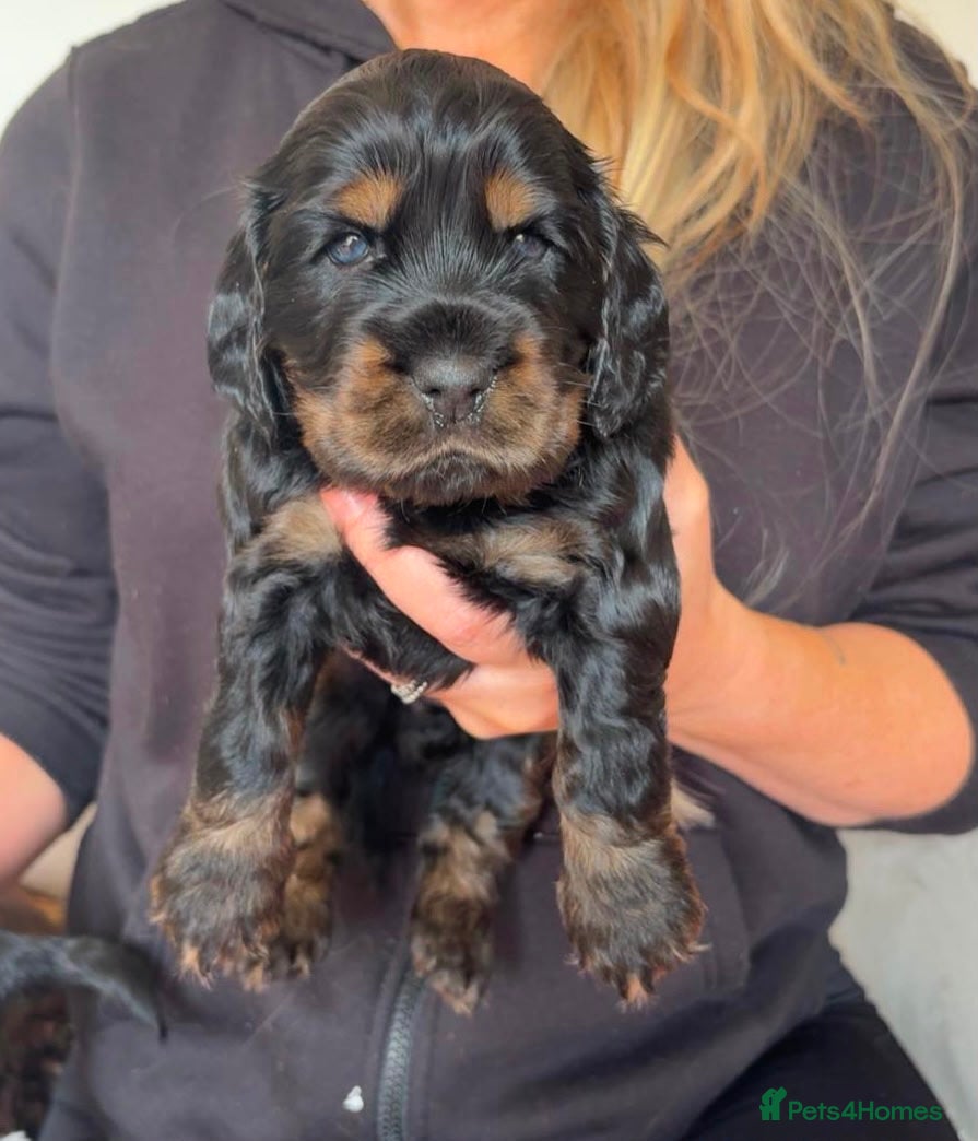 Cocker Spaniel dogs Show Type Cocker Spaniel Pups 🐶😍 - Advert 1