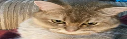 British Shorthair cats for sale: Two young adult golden BSH male cats - Advert 5