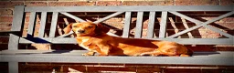 Miniature Dachshund dogs for sale: 4 Beautiful Miniature Dachshunds ❤️ in Haywards Heath - Advert 6