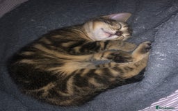 Bombay cats for sale: 🌟 🐾Ready to go🐾🌟 - Image 5