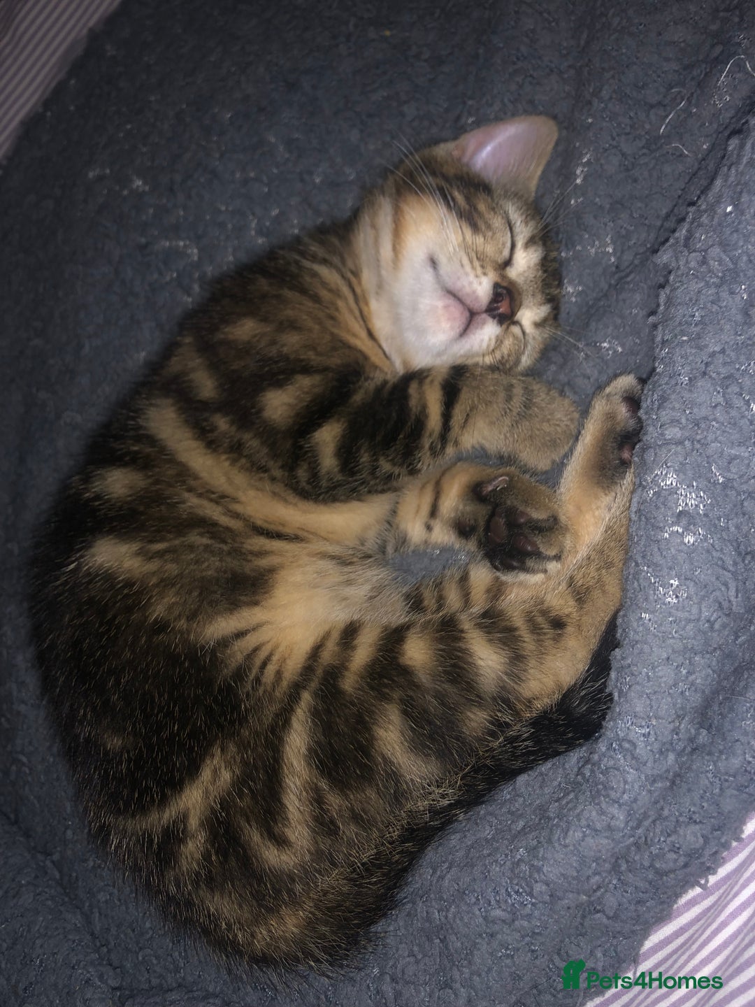 Bombay cats for sale: 🌟 🐾Ready to go🐾🌟 - Image 5