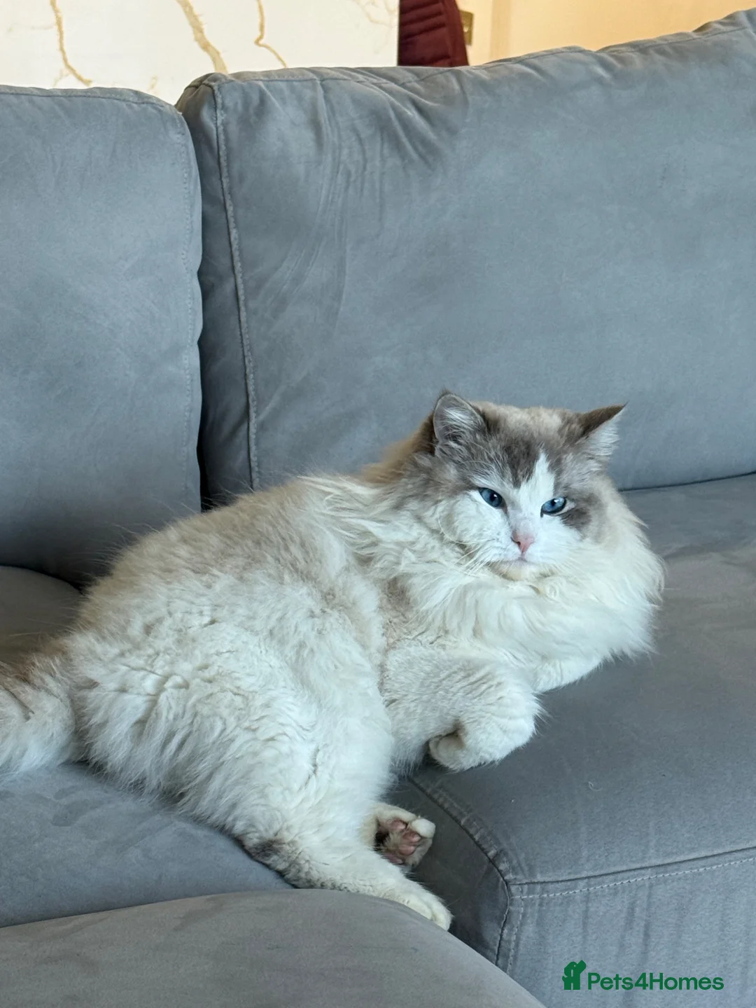 Ragdoll cats for sale: Adorable ragdoll for sale - Advert 2