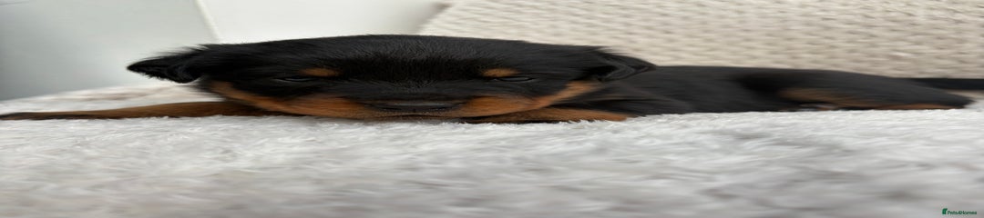 Rottweiler Puppy 7
