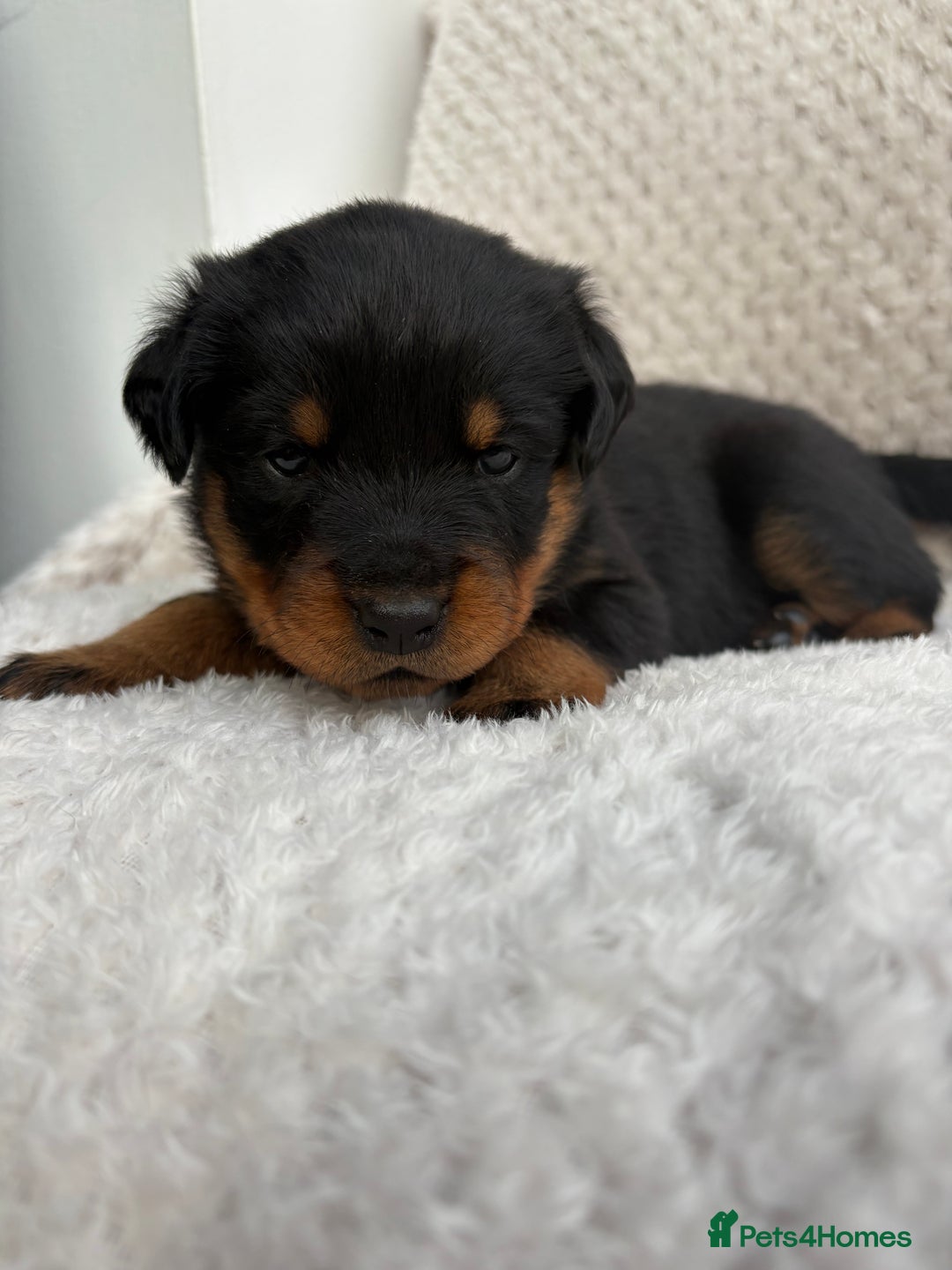 Rottweiler dogs for sale: Rottweiler puppy’s  - Image 7