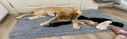 Labrador Retriever dogs for sale: Labrador Puppies  - Advert 28