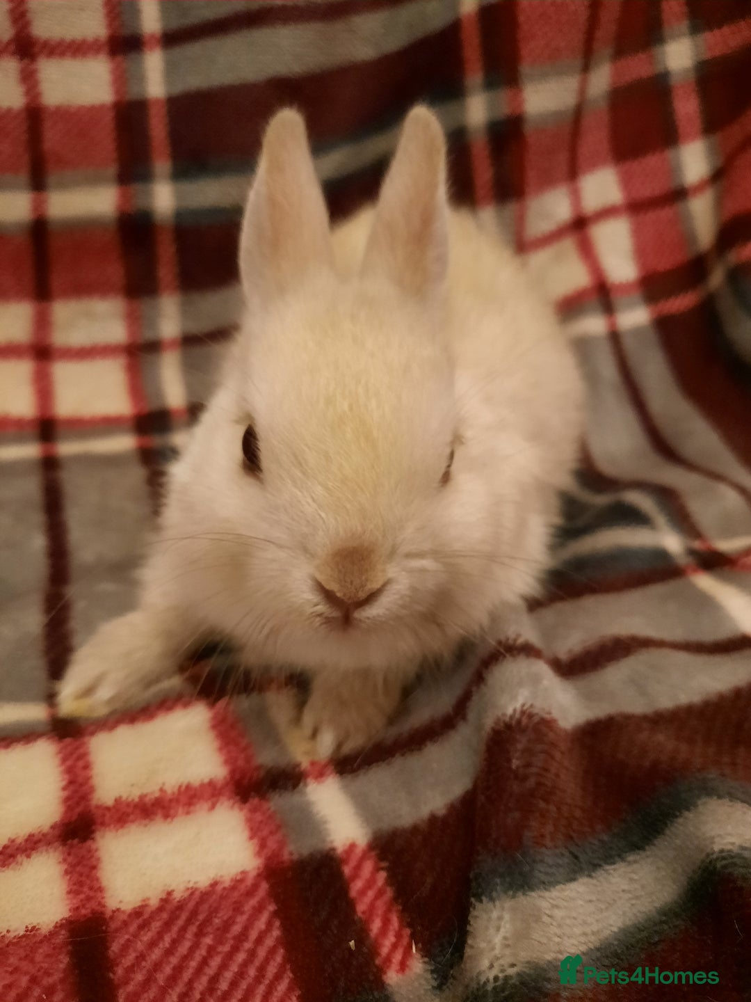 Netherland Dwarf rabbits for sale: Five Litters Of Netherland Dwarf Babies - Advert 6