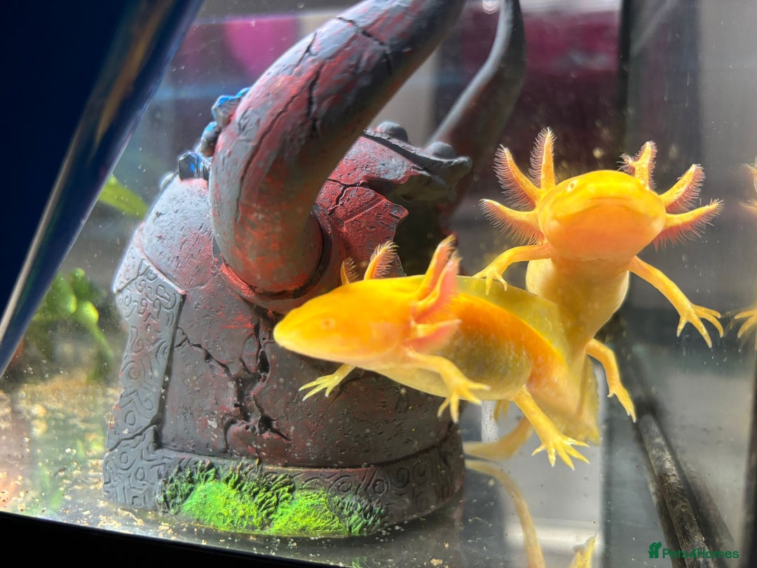 Axolotl reptiles for sale: 2 golden axolotls  - Image 2