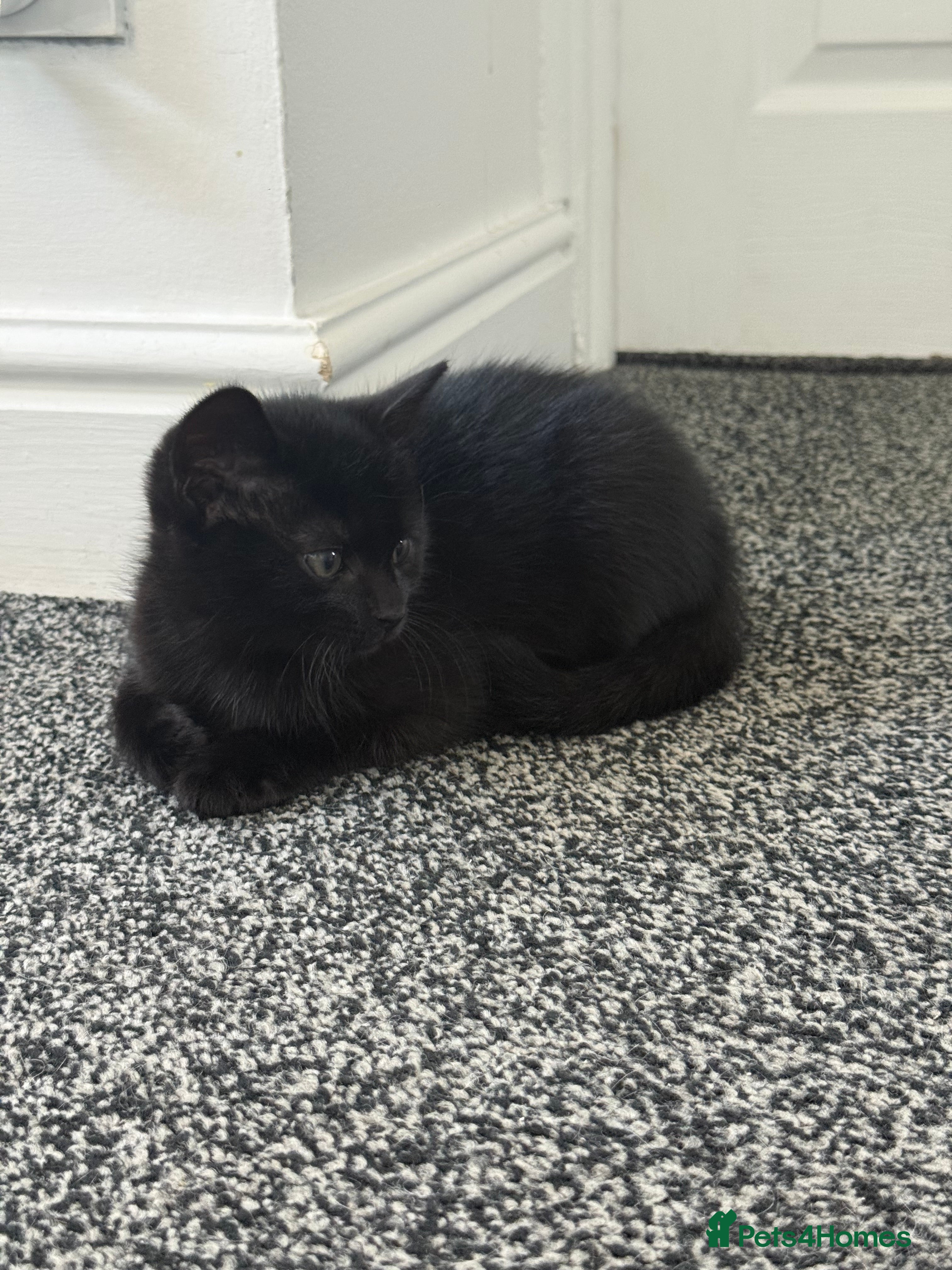 Mixed Breed cats Lovely Kittens for Sale - Advert 1