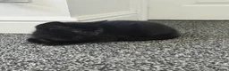 Mixed Breed cats for sale: Lovely Kittens for Sale - Advert 1