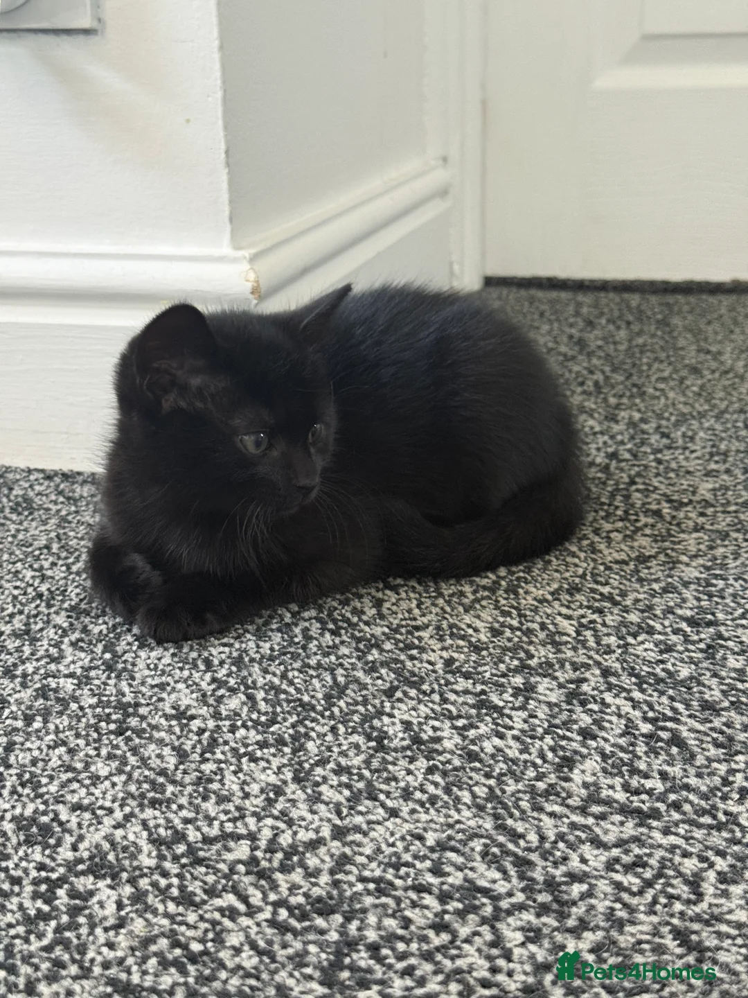 Mixed Breed cats for sale: Lovely Kittens for Sale - Advert 1