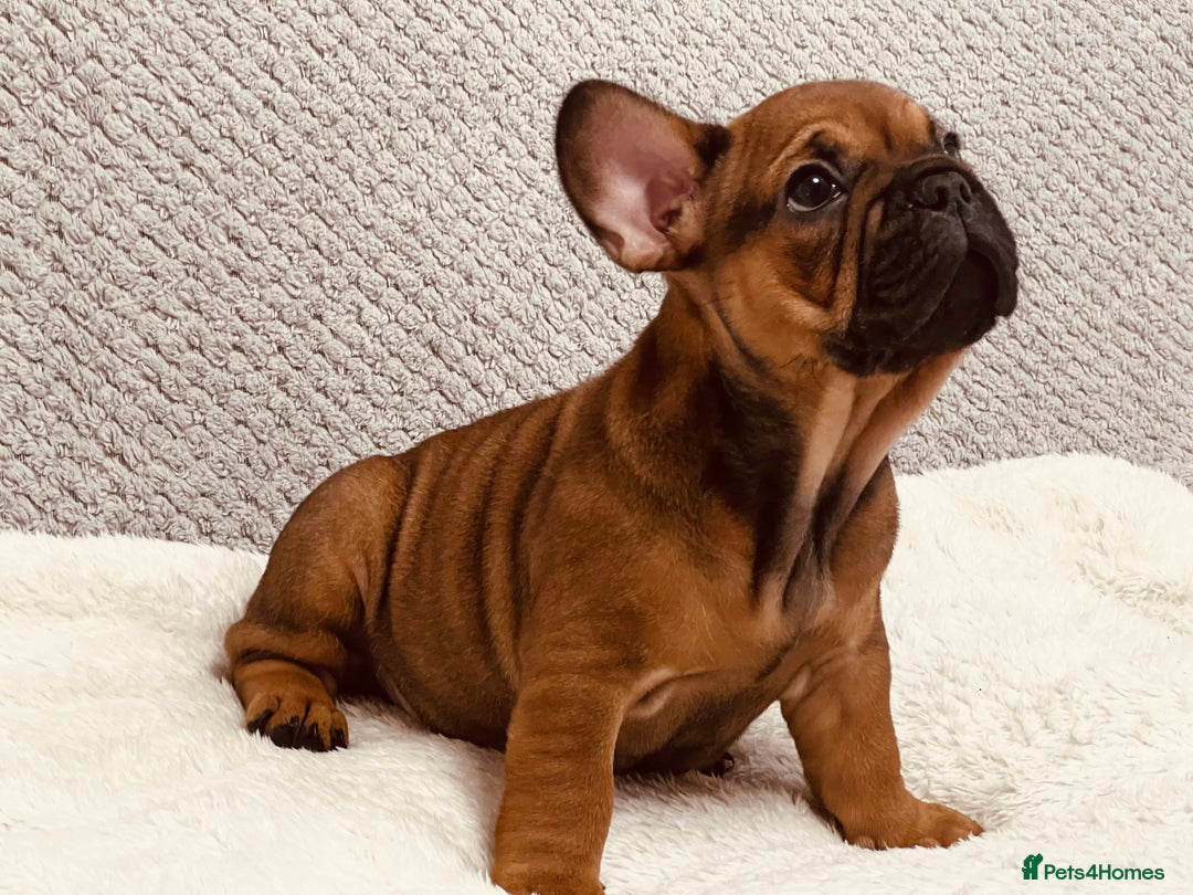 French Bulldog dogs for sale: Stunning boy 😍 - Advert 2