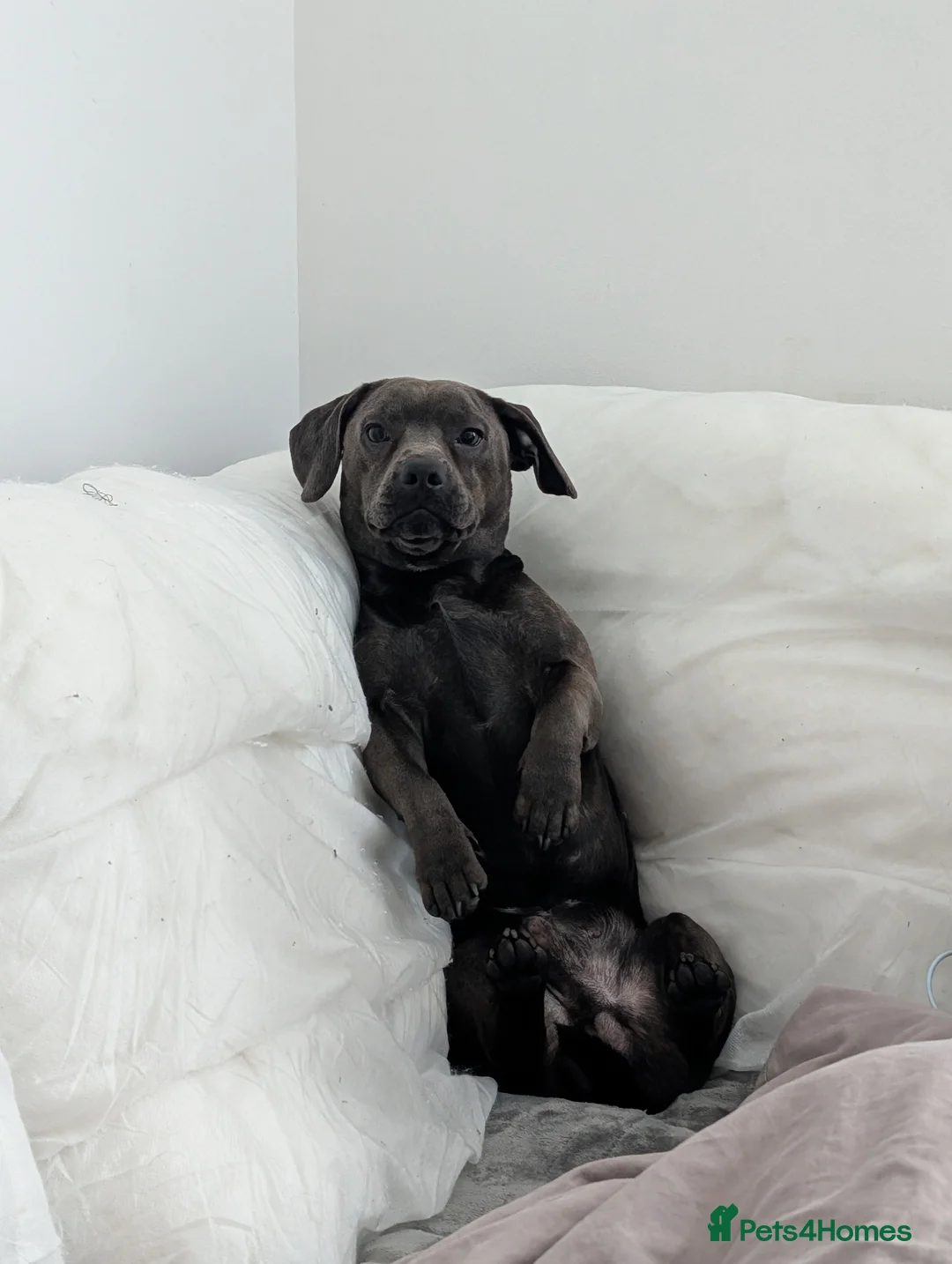 Mixed Breed dogs for sale: French weiner - Advert 2