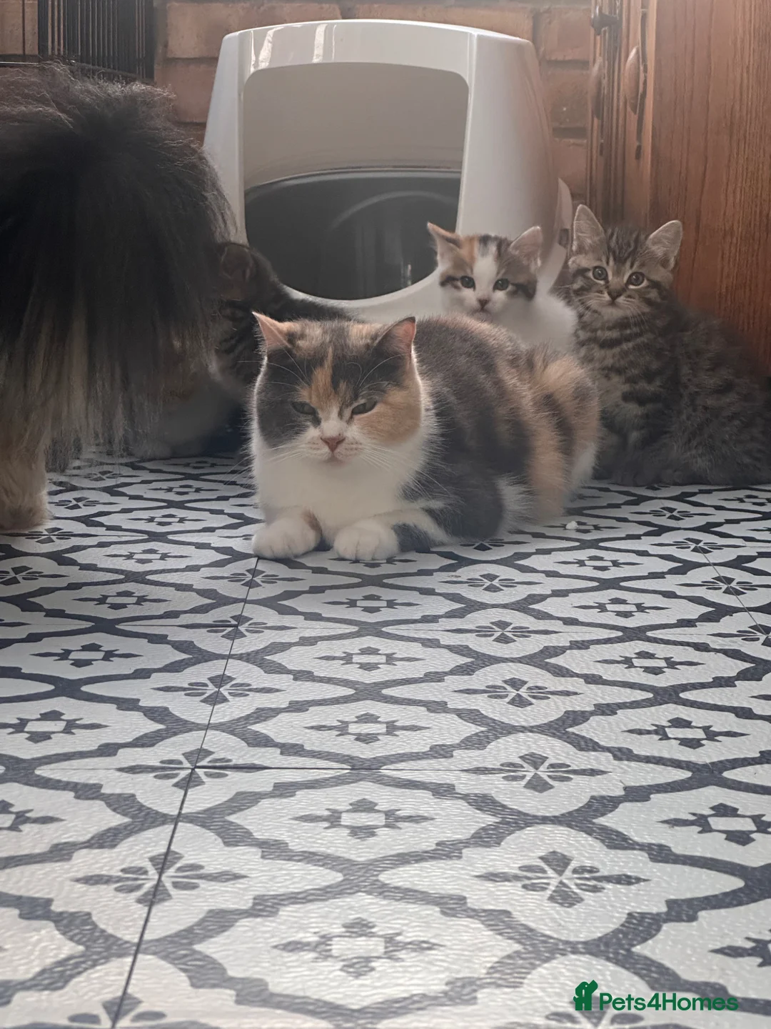 Mixed Breed cats for sale: Beautiful male tabby kitten  - Advert 2