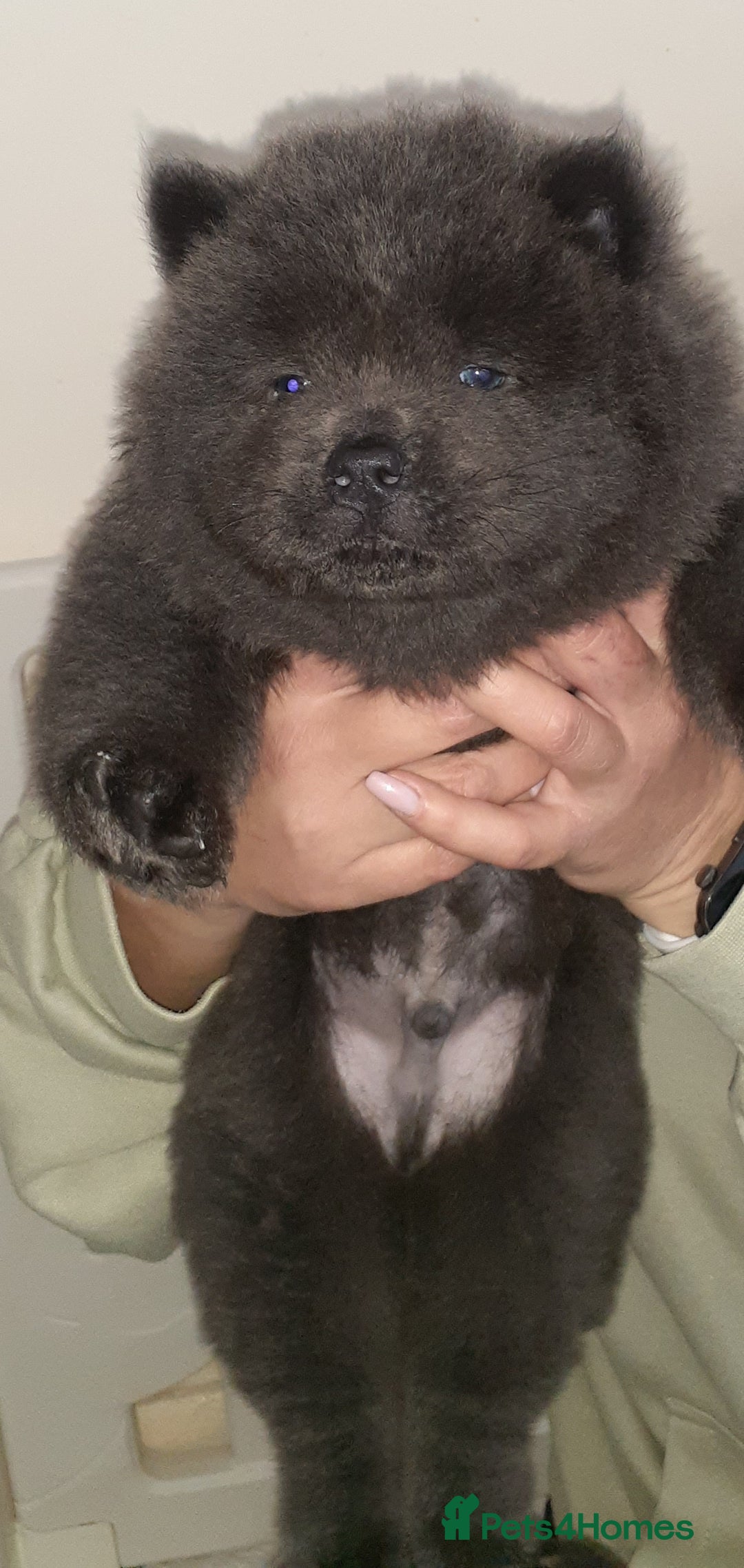Chow Chow dogs for sale:  KC registered Chow Chow puppies for sale.🤗 - Image 3